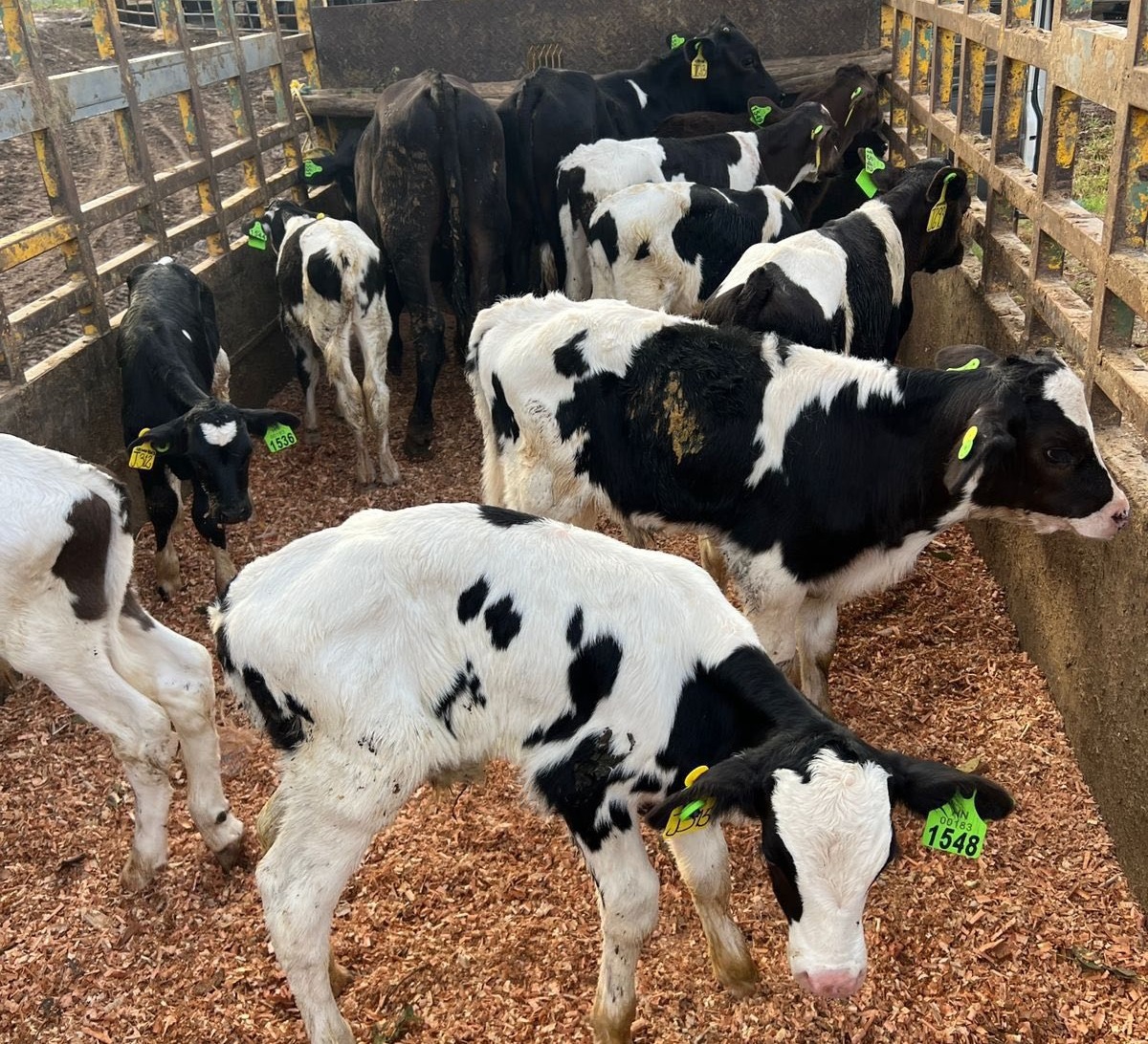 Gobierno impulsa desarrollo del sector agroalimentario con entrega de terneros de alta genética a pequeños productores